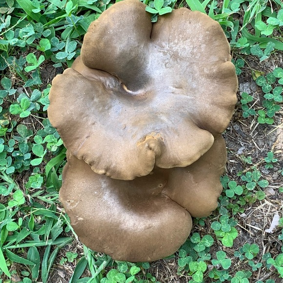 Meet your Posher, Leneatra - Picture 11 of 16